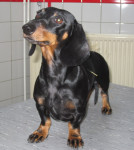 Pim,teckel,5jr, voelt zich al een stuk beter na behandeling met acupunctuur en discus compositum.
